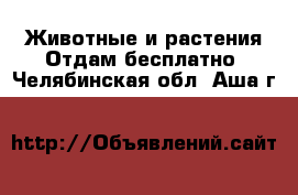 Животные и растения Отдам бесплатно. Челябинская обл.,Аша г.